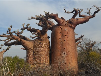 Madagaskar – laboratoř bohů