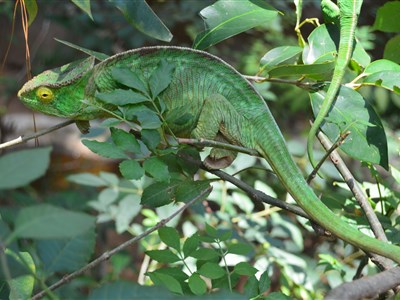 Madagaskar – laboratoř bohů