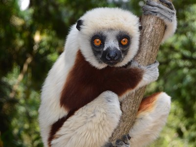 Madagaskar – laboratoř bohů