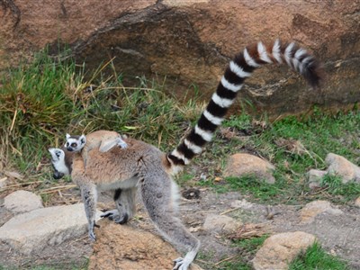Madagaskar – laboratoř bohů