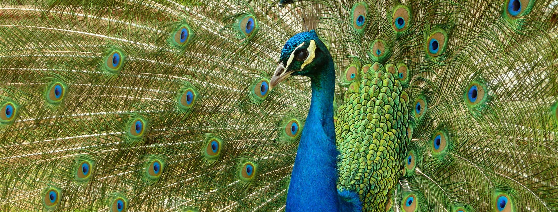 Hory severní Makedonie