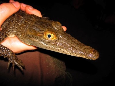 KOSTARIKA - ztracený ráj