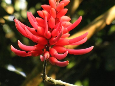 KOSTARIKA - ztracený ráj