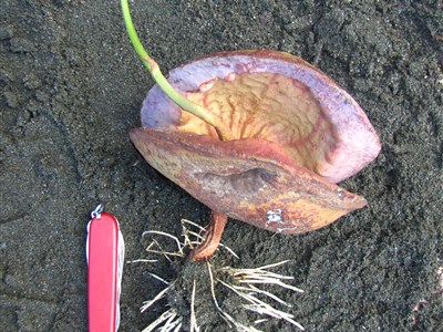 KOSTARIKA - ztracený ráj