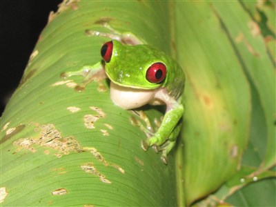 KOSTARIKA - ztracený ráj