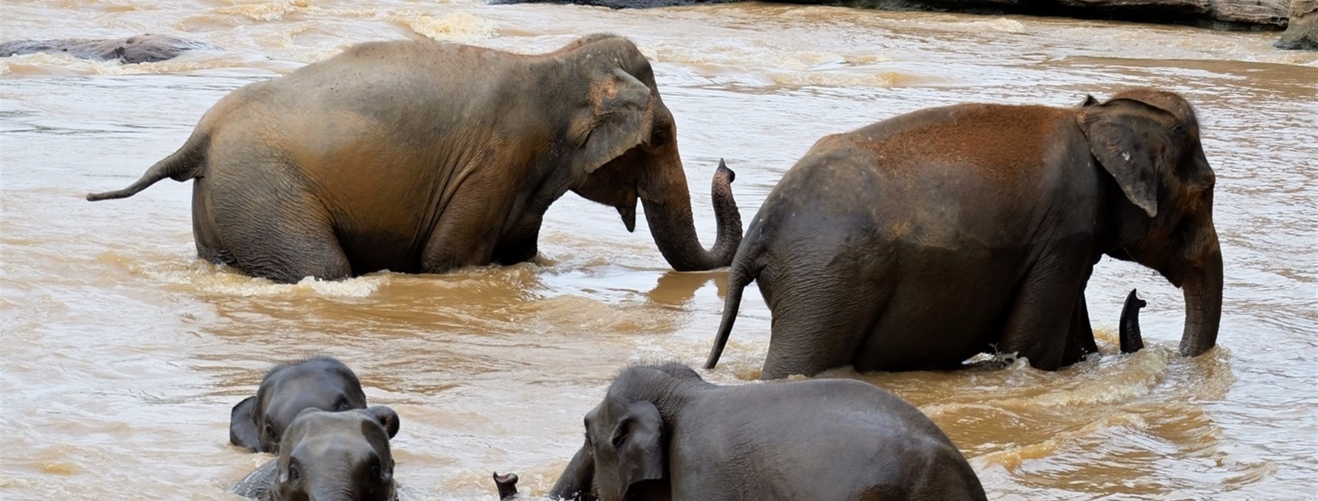 Vánoce a silvestr na Srí Lance