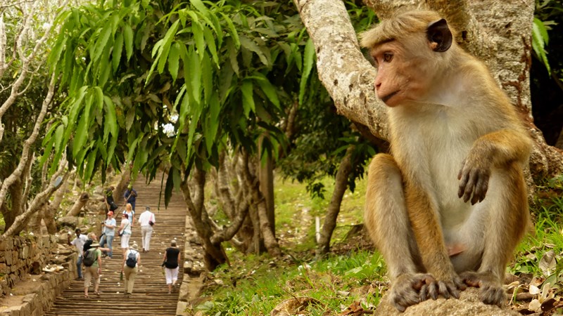 Vánoce a silvestr na Srí Lance