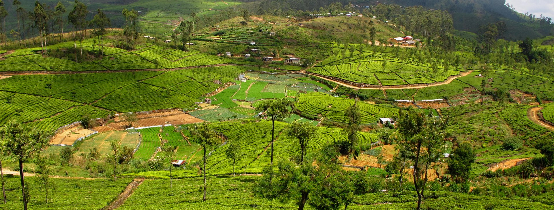 Vánoce a silvestr na Srí Lance