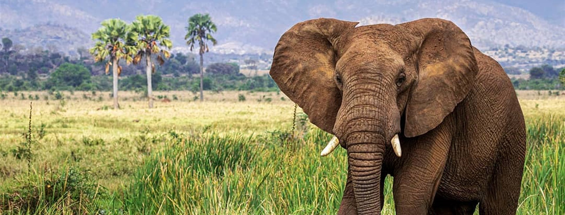 Za horami, kávou a světoznámými safari Keni a Ugandy