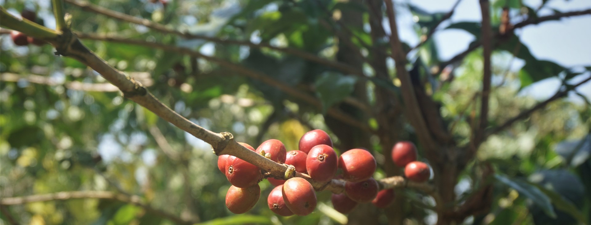 Za horami, kávou a světoznámými safari Keni a Ugandy