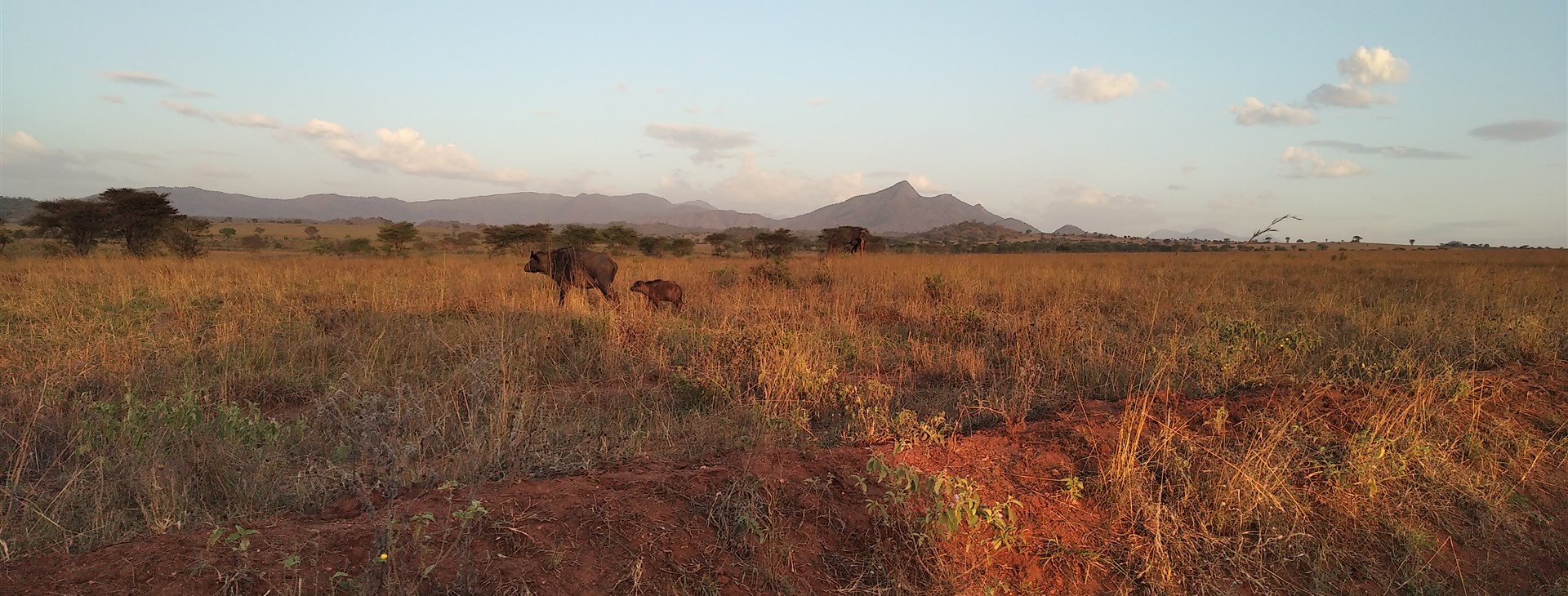 Za horami, kávou a světoznámými safari Keni a Ugandy