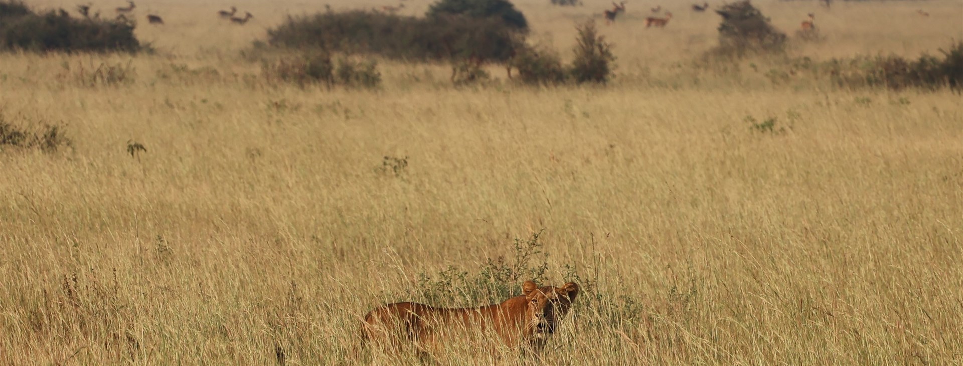 Za horami, kávou a světoznámými safari Keni a Ugandy