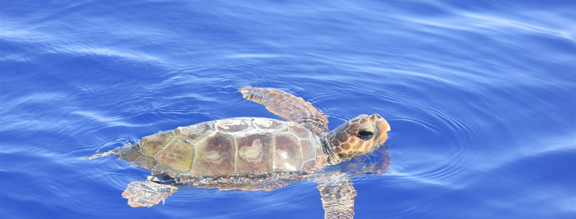 Autor: Lokoloko Madeira.