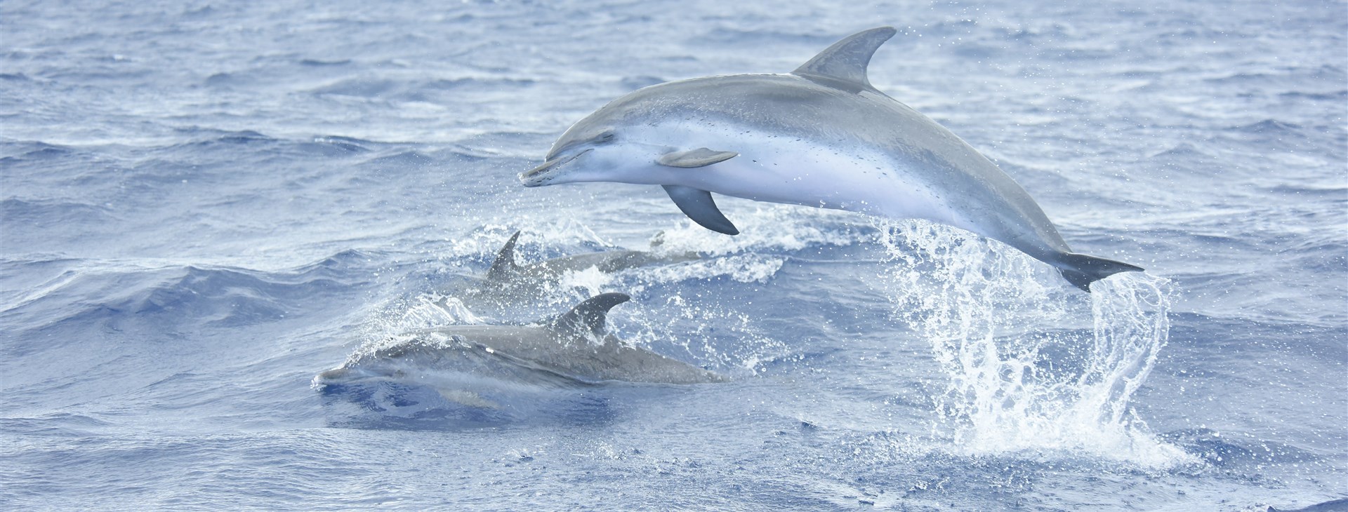 Autor: Lokoloko Madeira.