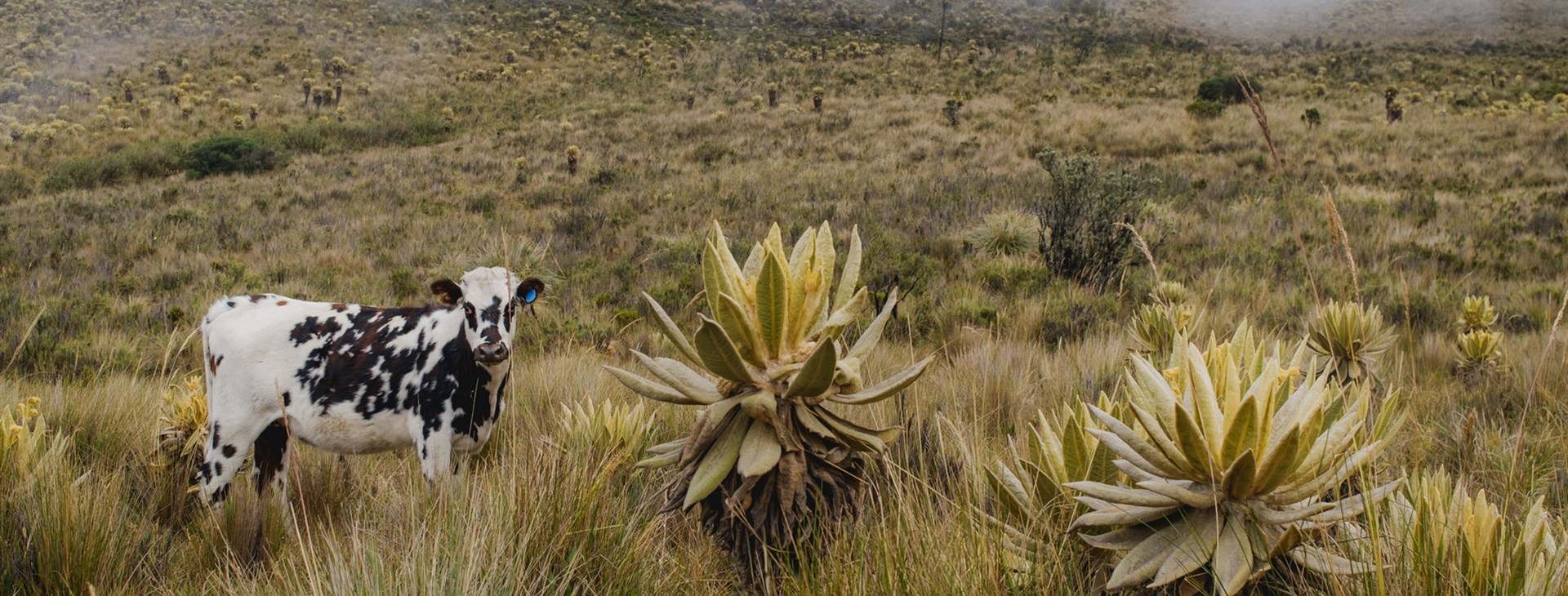 Kolumbie - legendární trek k Ciudad Perdida