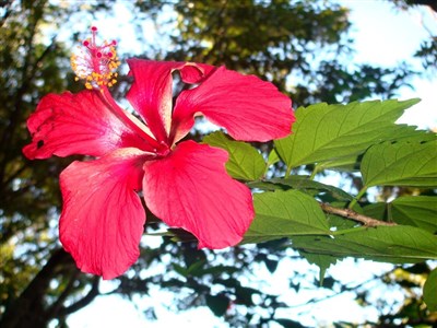 JAMAJKA - ostrov slunce, rumu a reggae