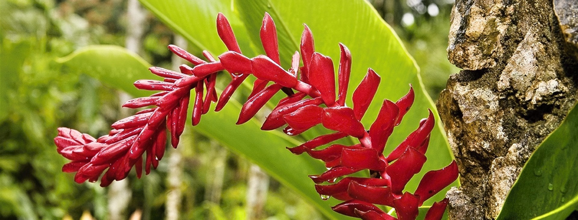 Jamajka - ostrov slunce, rumu a reggae