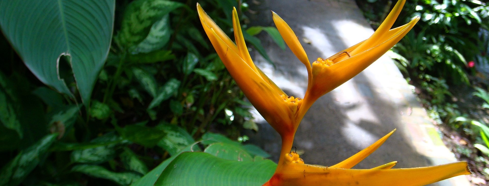 Jamajka - ostrov slunce, rumu a reggae