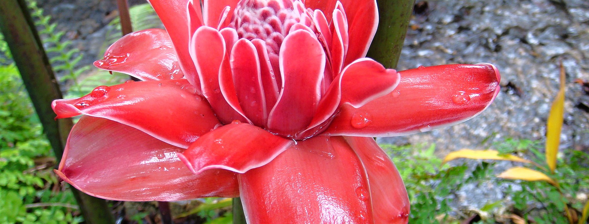 Jamajka - ostrov slunce, rumu a reggae