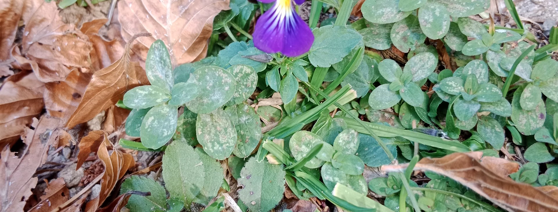 Za probouzející se přírodou Balkánu - Bulharsko - Rodopy