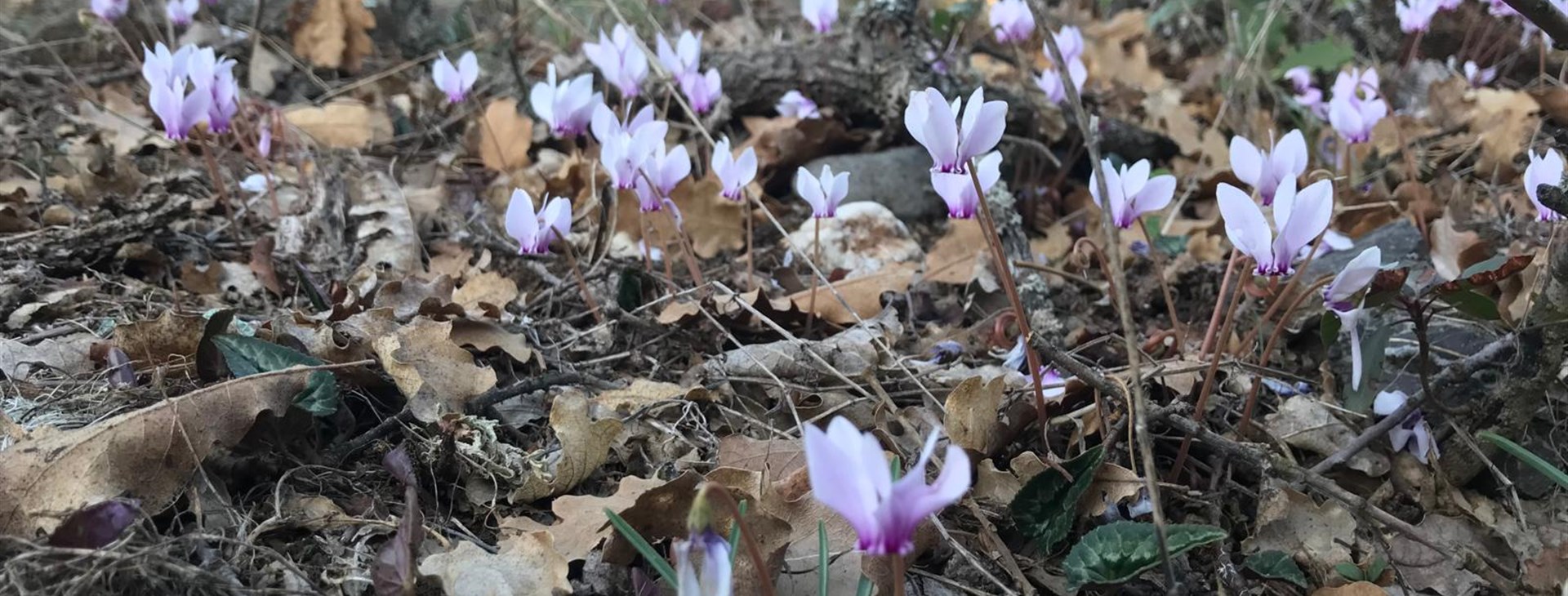 Za probouzející se přírodou Balkánu - Bulharsko - Rodopy