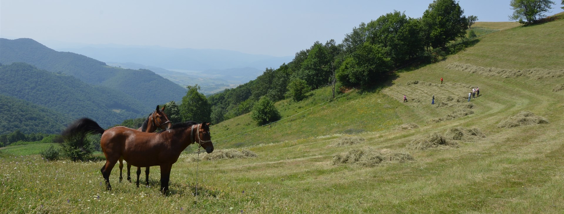 Banátské kolování