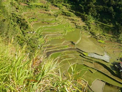 Filipíny - život v pralese