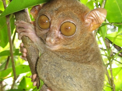 Filipíny - život v pralese