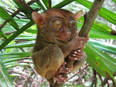 Filipíny - život v pralese