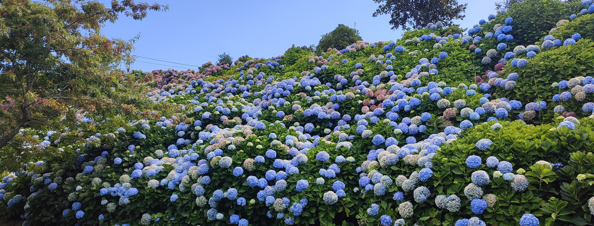 Azorské ostrovy: São Miguel, Faial, Pico