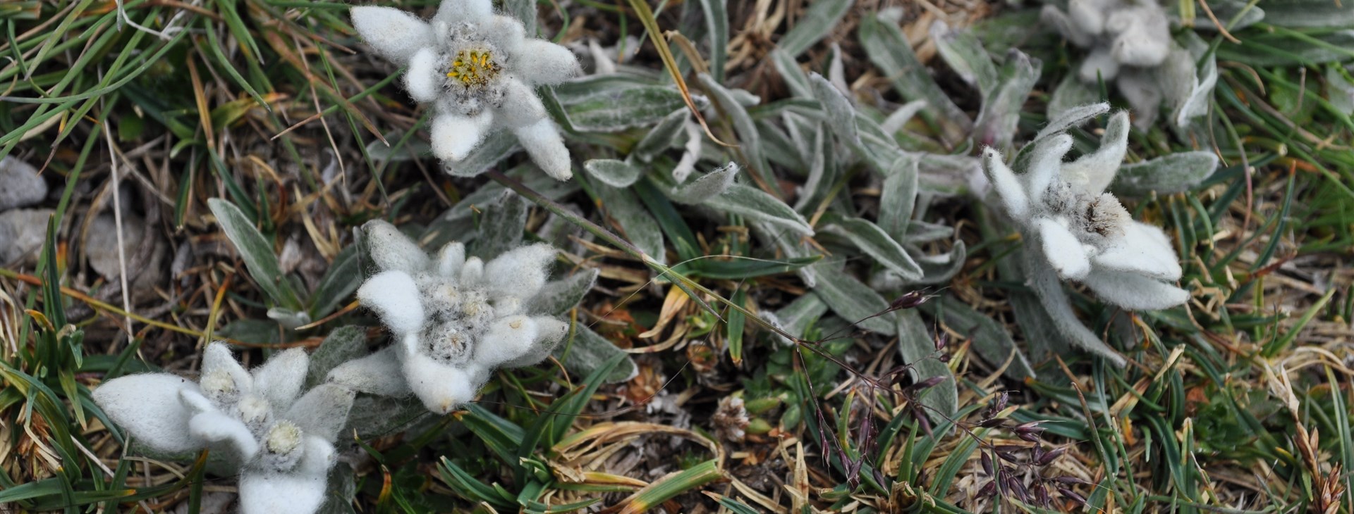 Ferratový kurz - Raxalpe