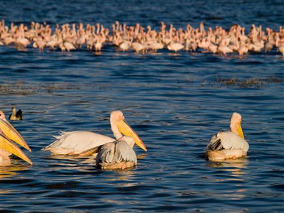 AFRIKA POD KILIMANDŽÁREM