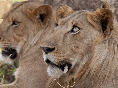 AFRIKA POD KILIMANDŽÁREM