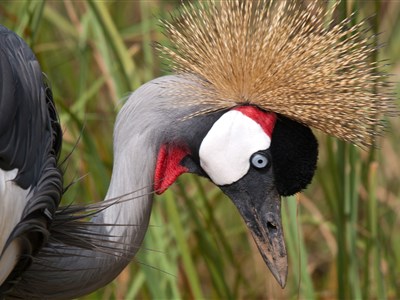 AFRIKA POD KILIMANDŽÁREM