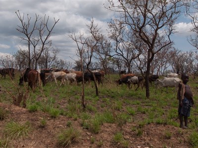 AFRIKA POD KILIMANDŽÁREM
