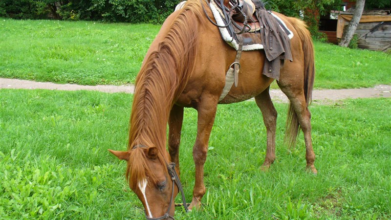 Putování s koňmi pro rodiče a děti