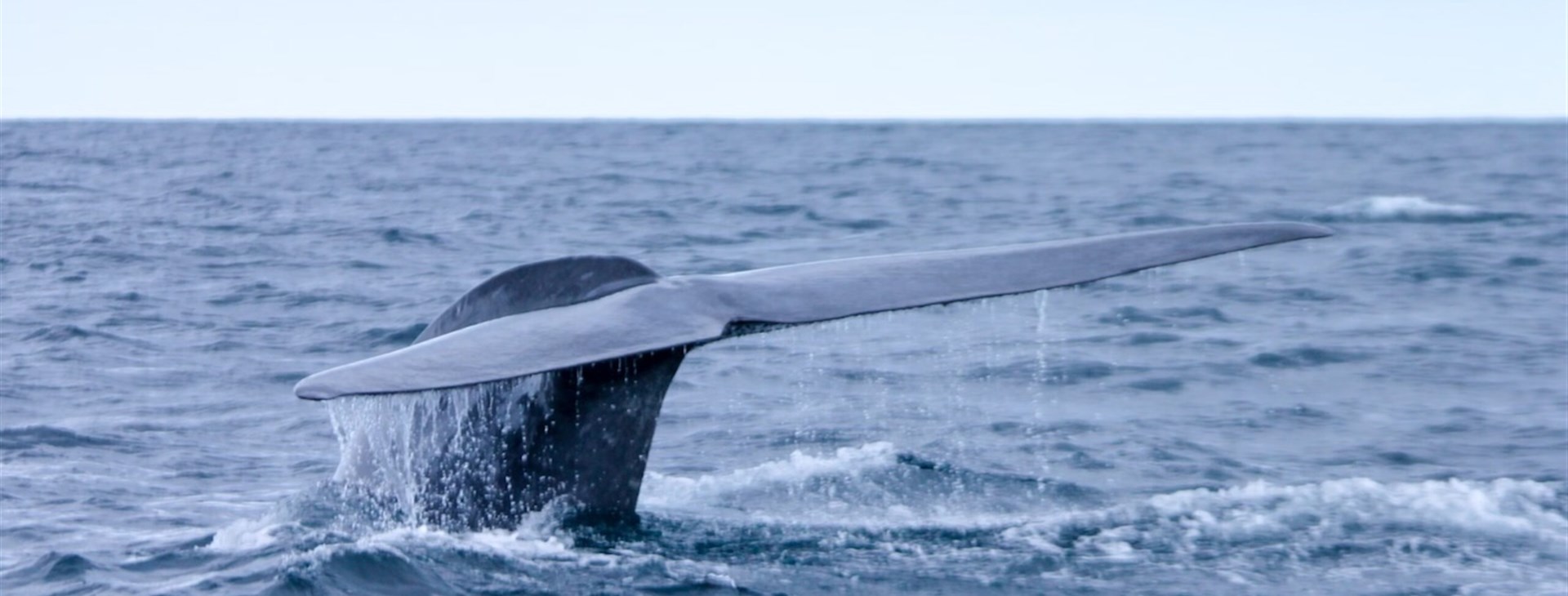 Plachetnicí za turistikou na Azory