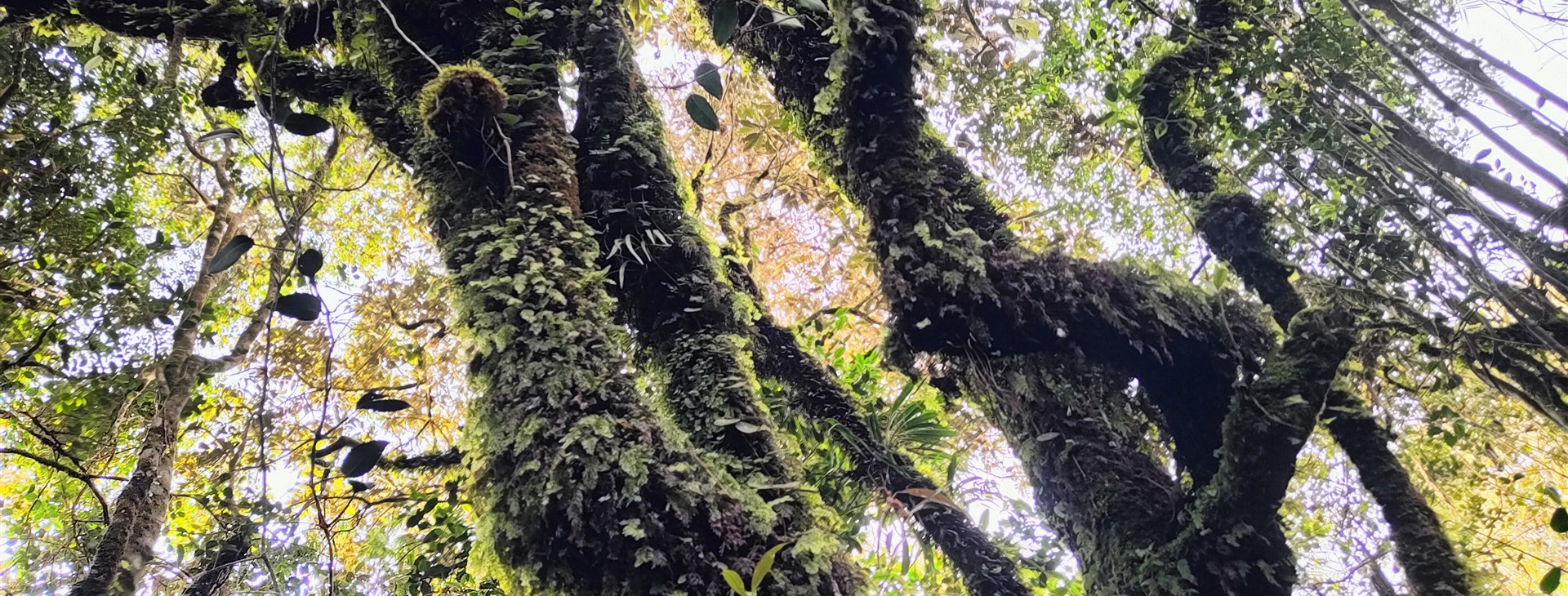 Singapur, Malajsie a Thajsko