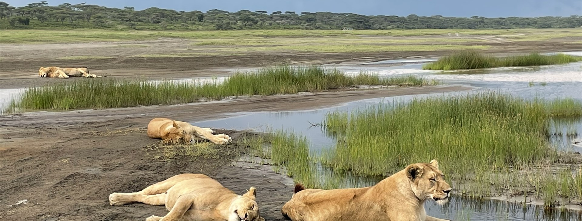 Tanzanie - Safari a Zanzibar