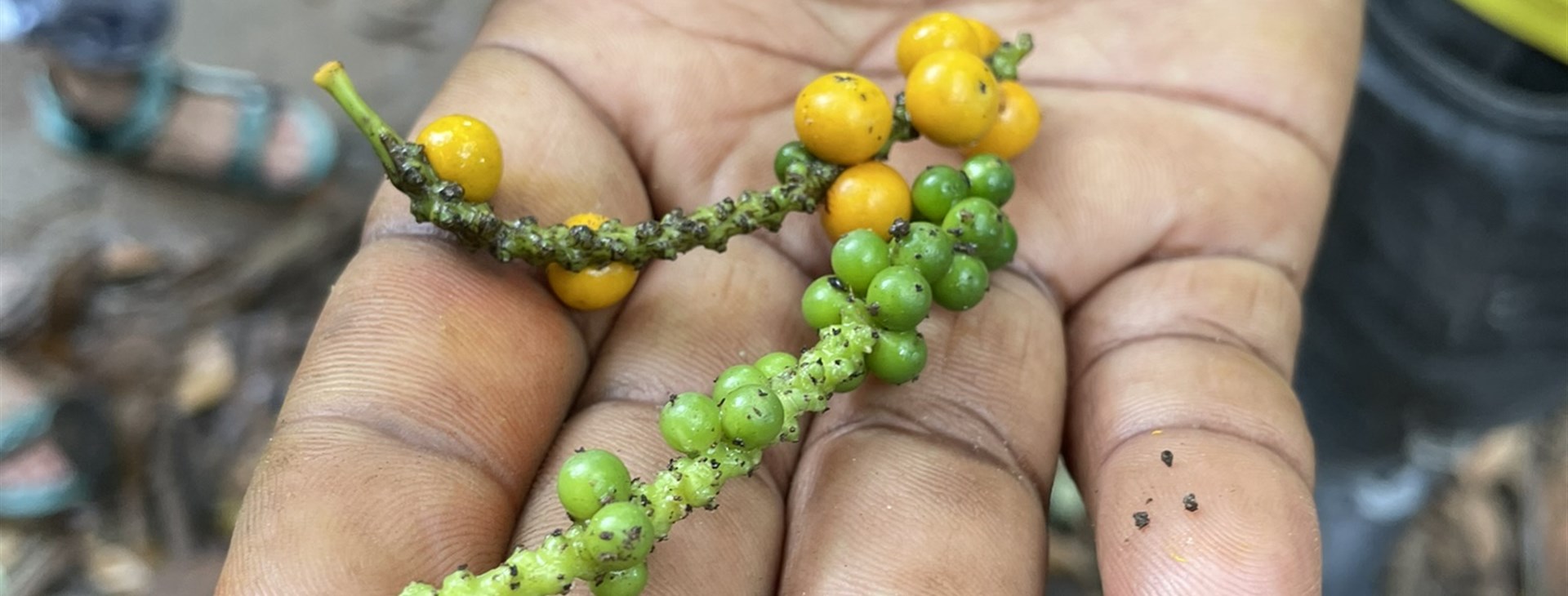 Tanzanie - Safari a Zanzibar