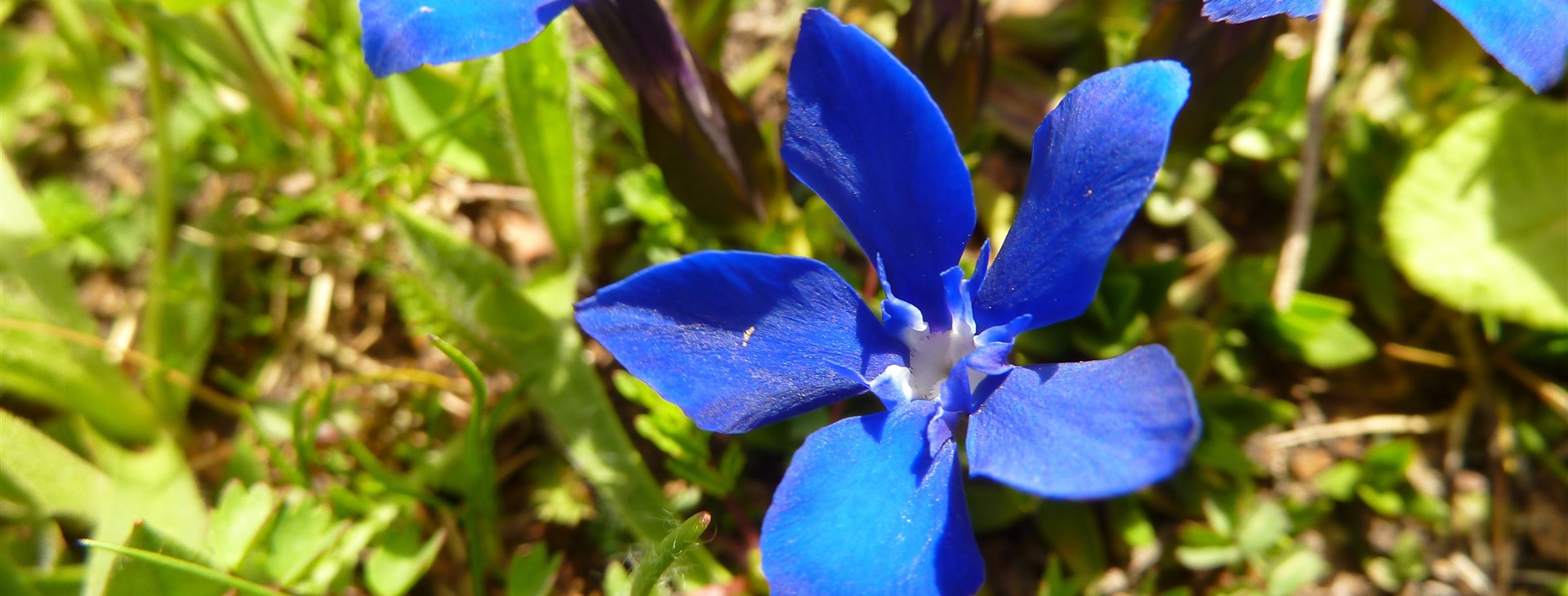 Balkánská mozaika pobřeží Černé Hory