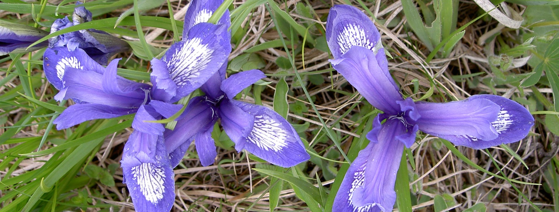 Za probouzející se přírodou Karpat – nejen pro kytkomily