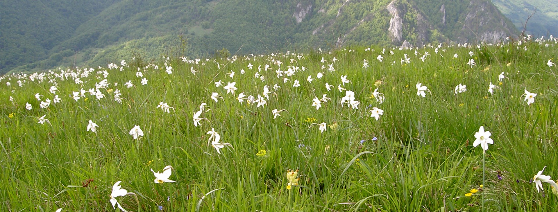 Za probouzející se přírodou Karpat – nejen pro kytkomily