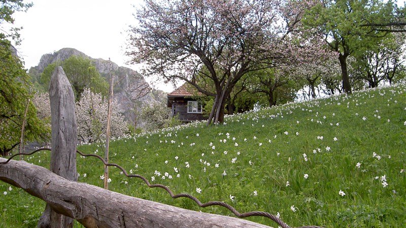 Za probouzející se přírodou Karpat – nejen pro kytkomily