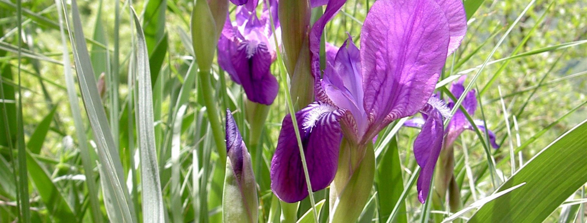 Za probouzející se přírodou Karpat – nejen pro kytkomily