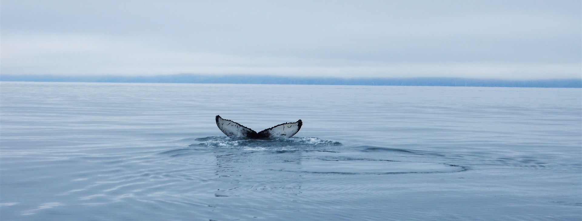 Možnost vidět něžné obry na vlastní oči je zážitek, který se nezapomíná.