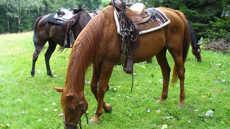 Putování na koních pro pokročilé jezdce - Berounsko