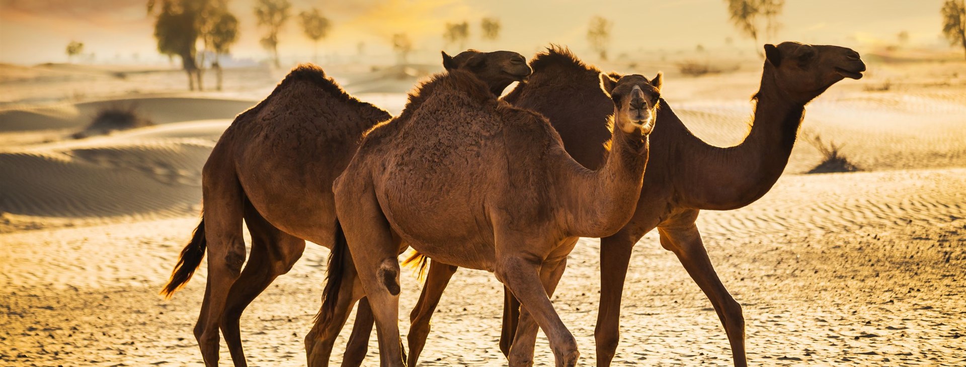 Perský záliv - Emiráty a Bahrajn