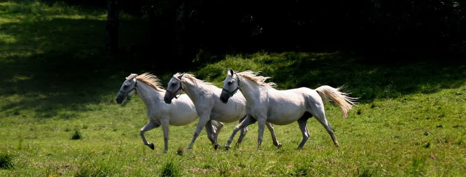 Dechberoucí Slovinsko