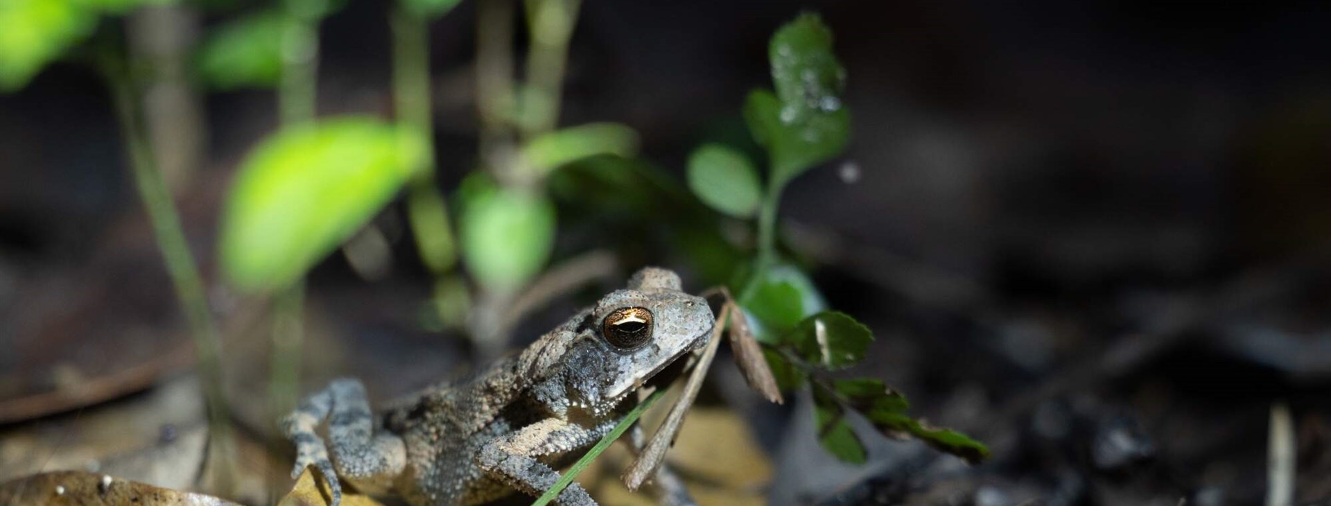 Pralesní zvířatka. Foto: Hynek.